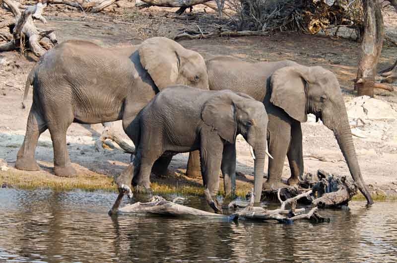 Elefante - parque nacional de Chobe - Botswana 01.jpg